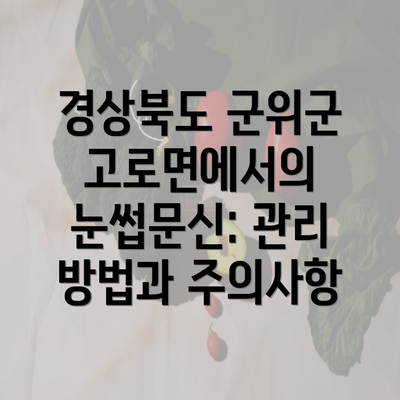 경상북도 군위군 고로면에서의 눈썹문신: 관리 방법과 주의사항