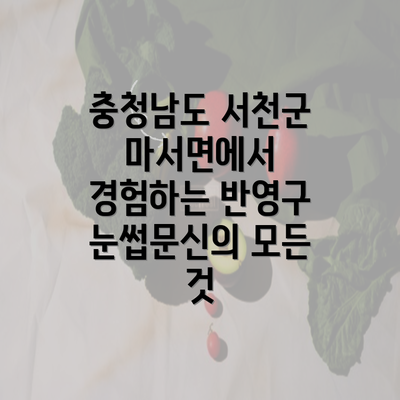 충청남도 서천군 마서면에서 경험하는 반영구 눈썹문신의 모든 것